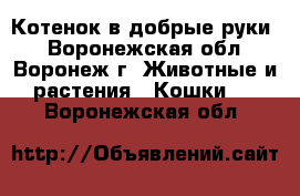 Котенок в добрые руки! - Воронежская обл., Воронеж г. Животные и растения » Кошки   . Воронежская обл.